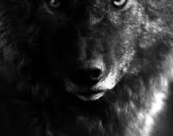 Волк в Уолл Стрит